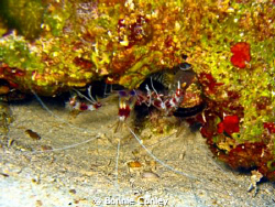 Banded Coral Shrimp seen in Grand Bahamas.  Photo taken M... by Bonnie Conley 